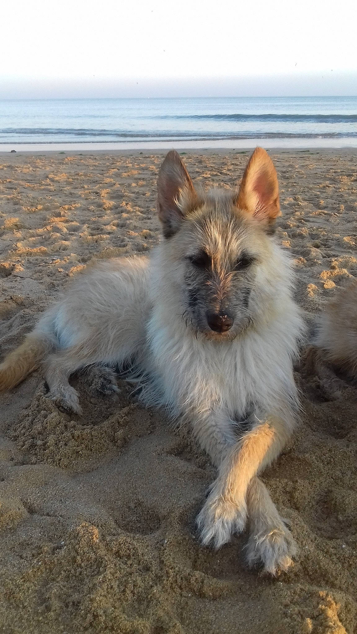 Cartouche a rejoint le concours — aidez-le/la à gagner de superbes lots ! berger_picard, cairn_terrier, canidae, carnivore, dog, dog_breed, fawn, mammal, portuguese_podengo, vertebrate