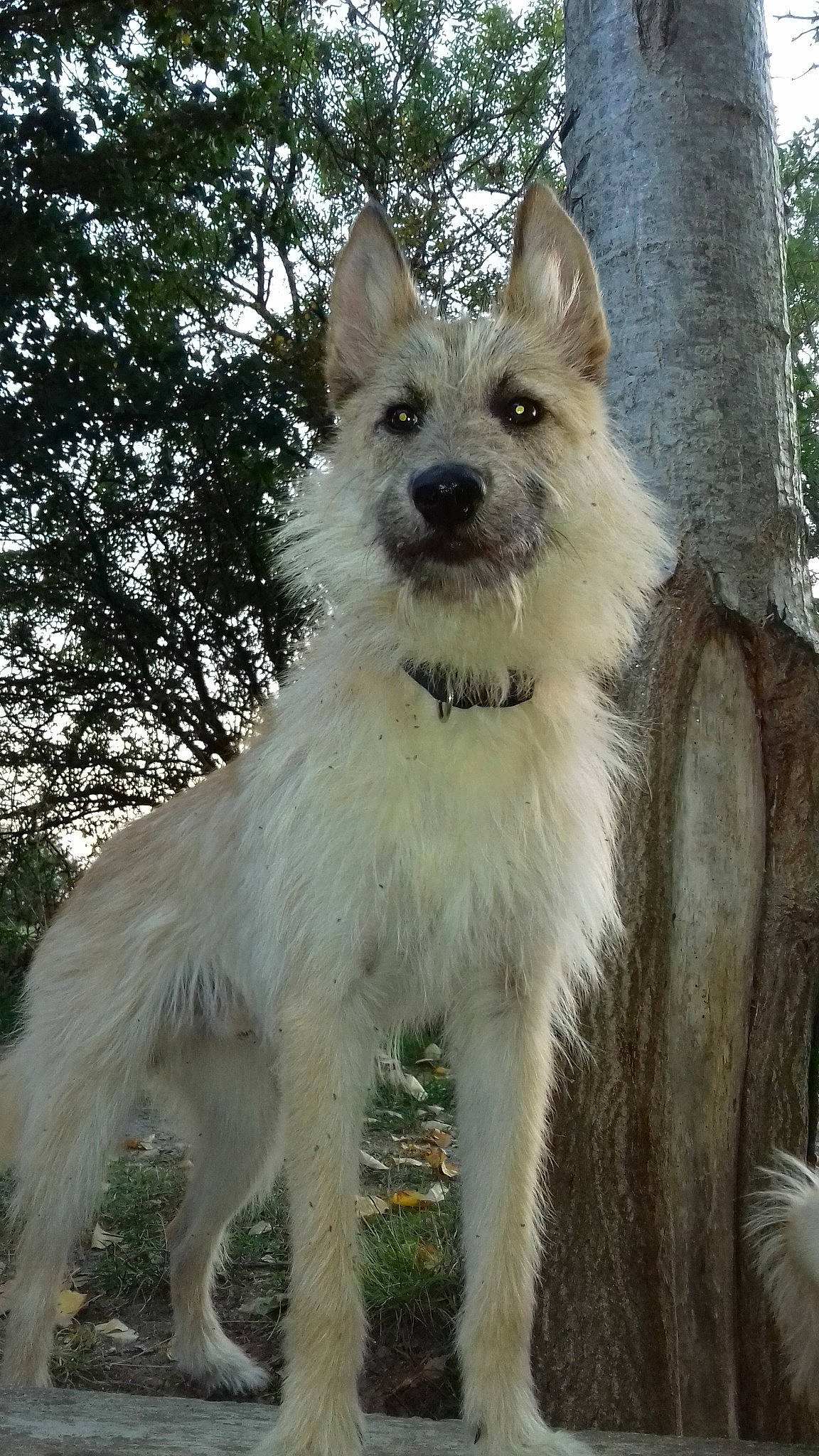 Cartouche a rejoint le concours — aidez-le/la à gagner de superbes lots ! berger_blanc_suisse, berger_picard, bouvier_des_ardennes, canadian_eskimo_dog, canidae, carnivore, dog, dog_breed, mammal, native_american_indian_dog, rare_breed_dog, vertebrate, white_shepherd, wolfdog