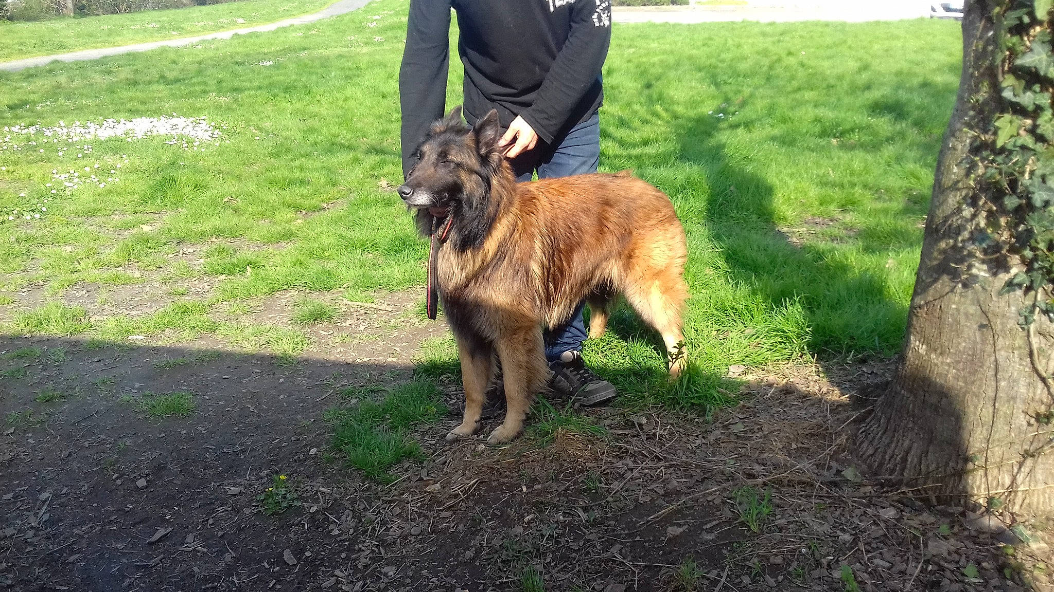 Jet participe au concours pour gagner de l'argent avec cette photo : belgian_shepherd_malinois, canidae, carnivore, dog, dog_breed, estrela_mountain_dog, laekenois, leonberger, mammal, sporting_group, vertebrate, working_dog