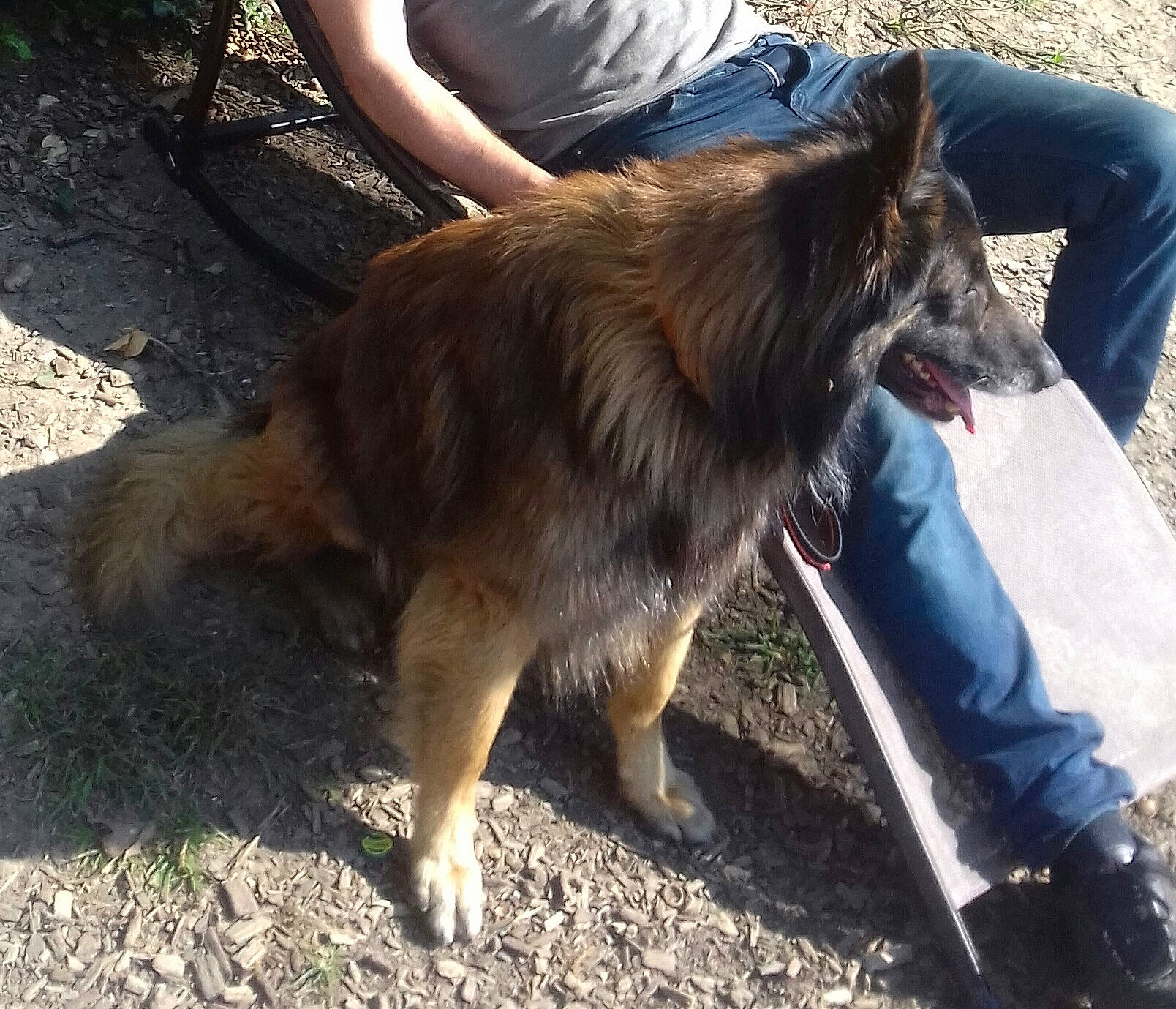 Jet a rejoint le concours — aidez-le/la à gagner de superbes lots ! belgian_shepherd, belgian_shepherd_malinois, bohemian_shepherd, canidae, carnivore, dog, dog_breed, herding_dog, king_shepherd, kunming_wolfdog, mammal, native_american_indian_dog, old_german_shepherd_dog, shiloh_shepherd_dog, sporting_group, tervuren, vertebrate, working_dog