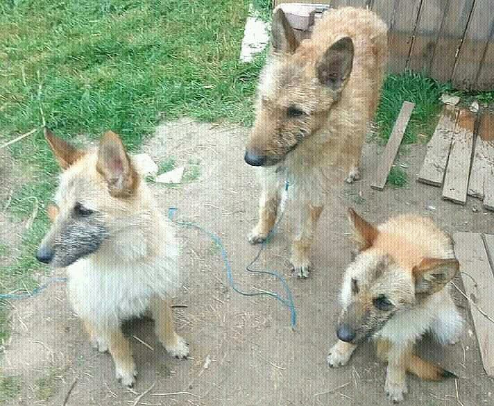 Nobel participe au concours pour gagner de l'argent avec cette photo : canidae, carnivore, dog, dog_breed, fawn, german_shepherd_dog, laekenois, mammal, vertebrate, working_dog