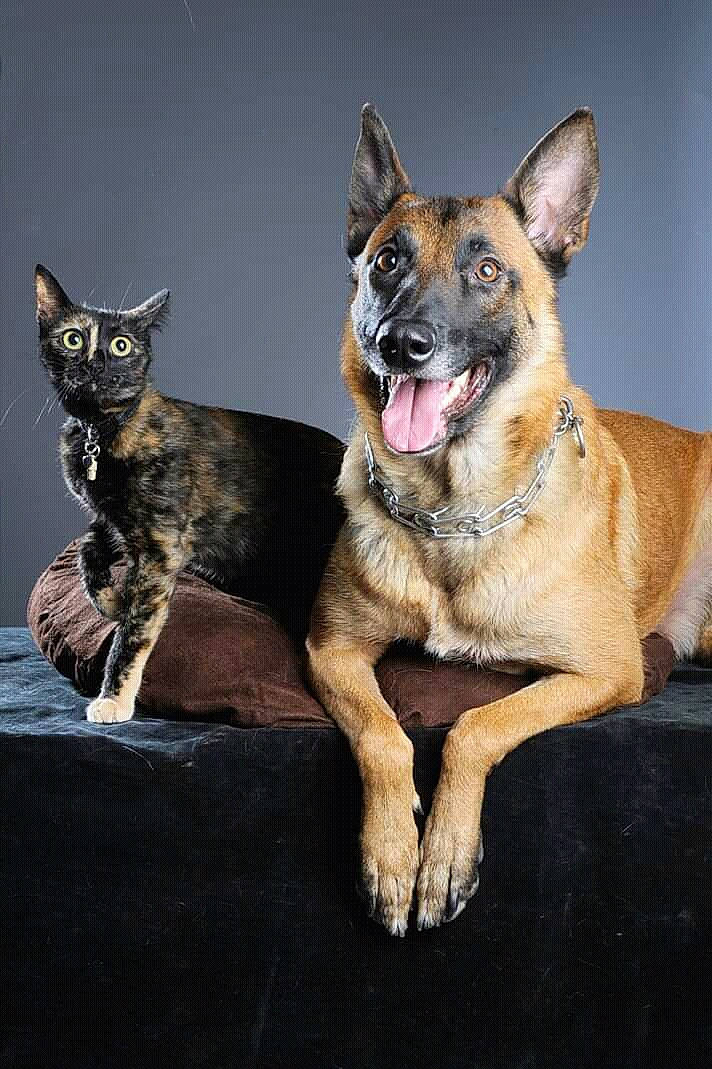 Minette a rejoint le concours — aidez-le/la à gagner de superbes lots ! belgian_shepherd, belgian_shepherd_malinois, canidae, carnivore, dog, dog_breed, east_european_shepherd, fawn, german_shepherd_dog, king_shepherd, kunming_wolfdog, mammal, old_german_shepherd_dog, police_dog, shiloh_shepherd_dog, snout, vertebrate, whiskers, working_dog