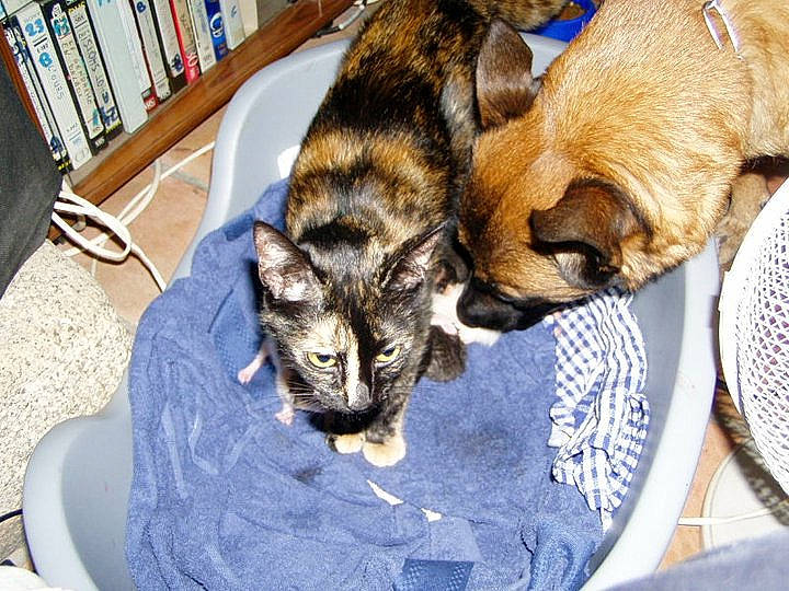 Minette a rejoint le concours — aidez-le/la à gagner de superbes lots ! canidae, carnivore, cat, companion_dog, dog, dog_breed, domestic_short_haired_cat, european_shorthair, felidae, fur, kitten, mammal, small_to_medium_sized_cats, sporting_group, tabby_cat, whiskers