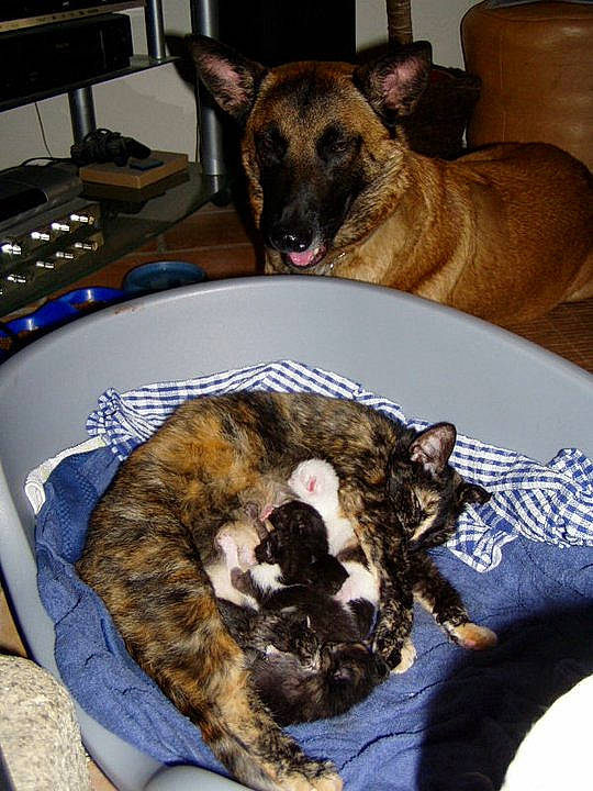 Minette a rejoint le concours — aidez-le/la à gagner de superbes lots ! canidae, carnivore, dog, dog_breed, dutch_shepherd_dog, fawn, mammal, non_sporting_group, vertebrate, whiskers