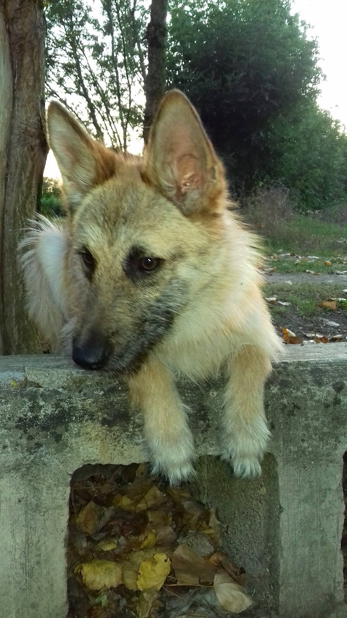 Cheyenne participe au concours pour gagner de l'argent avec cette photo : canidae, canis, carnivore, czechoslovakian_wolfdog, dog, dog_breed, fawn, kunming_wolfdog, laekenois, mammal, norwegian_buhund, saarloos_wolfdog, vertebrate, wildlife, wolfdog