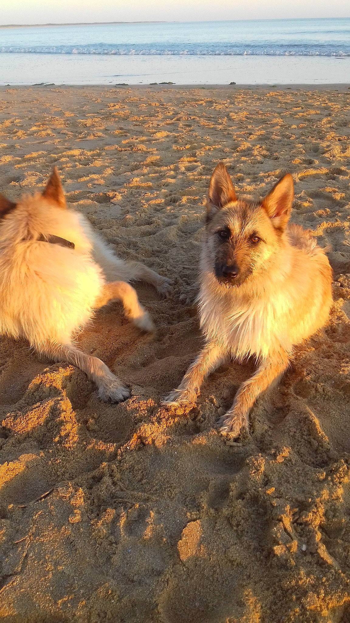 Cheyenne participe au concours pour gagner de l'argent avec cette photo : berger_picard, cairn_terrier, canidae, carnivore, dog, dog_breed, fawn, german_spitz, german_spitz_mittel, icelandic_sheepdog, mammal, old_german_shepherd_dog, portuguese_podengo, vertebrate