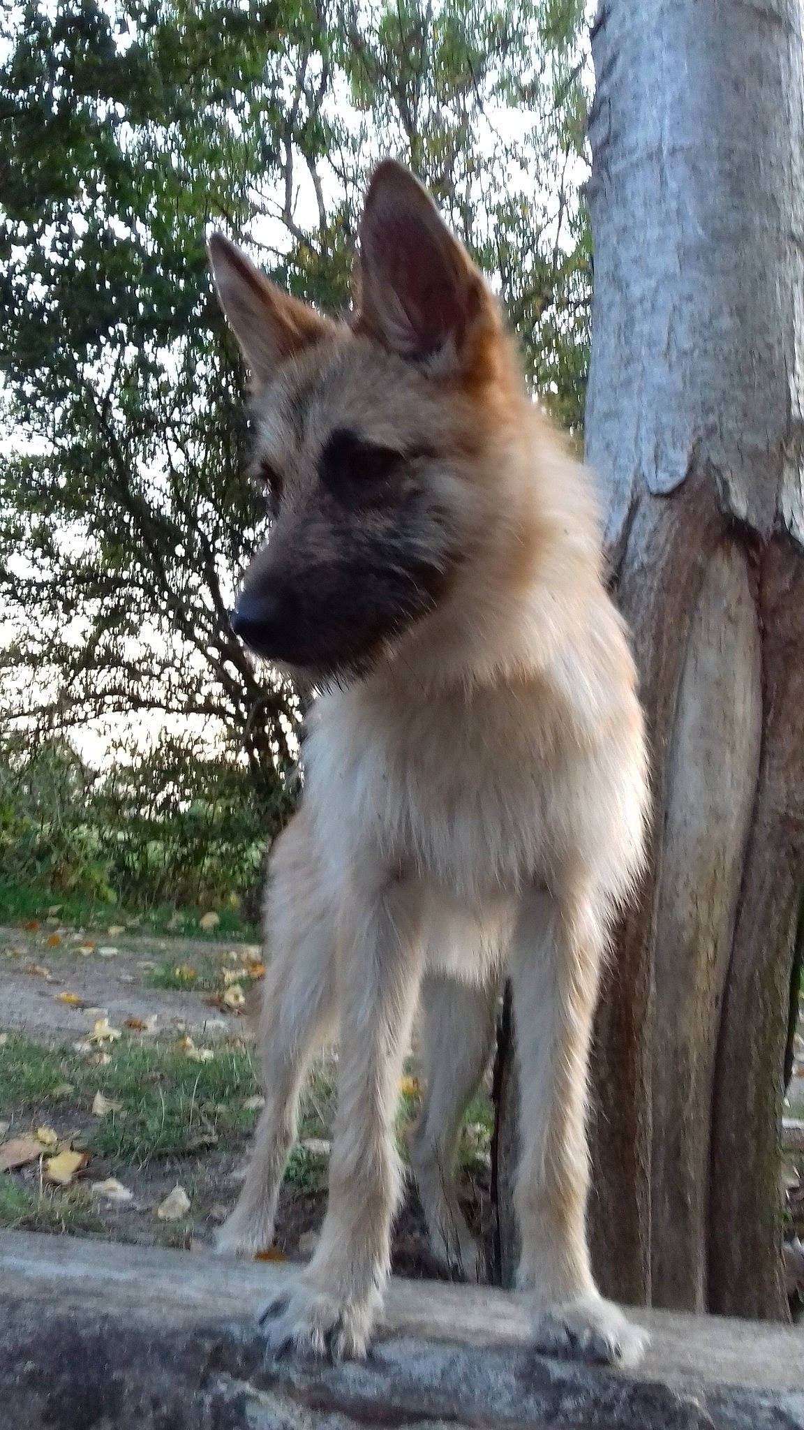 Cheyenne a rejoint le concours — aidez-le/la à gagner de superbes lots ! canidae, carnivore, dog, dog_breed, fawn, kunming_wolfdog, laekenois, mammal, norwegian_buhund, snout, vertebrate, wildlife