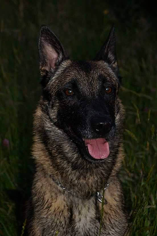 Elone participe au concours pour gagner de l'argent avec cette photo : belgian_shepherd, belgian_shepherd_malinois, black_norwegian_elkhound, canidae, carnivore, dog, dog_breed, dutch_shepherd_dog, east_european_shepherd, fawn, german_shepherd_dog, king_shepherd, kunming_wolfdog, mammal, norwegian_elkhound, old_german_shepherd_dog, rare_breed_dog, shiloh_shepherd_dog, snout, vertebrate