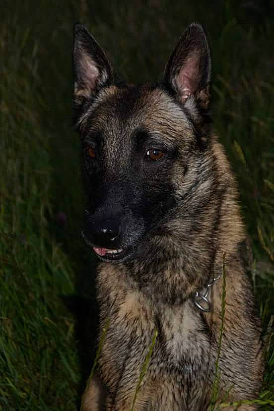 Elone a rejoint le concours — aidez-le/la à gagner de superbes lots ! belgian_shepherd, belgian_shepherd_malinois, black_norwegian_elkhound, canidae, carnivore, dog, dog_breed, dutch_shepherd_dog, east_european_shepherd, fawn, german_shepherd_dog, king_shepherd, kunming_wolfdog, mammal, norwegian_elkhound, old_german_shepherd_dog, rare_breed_dog, shiloh_shepherd_dog, snout, vertebrate