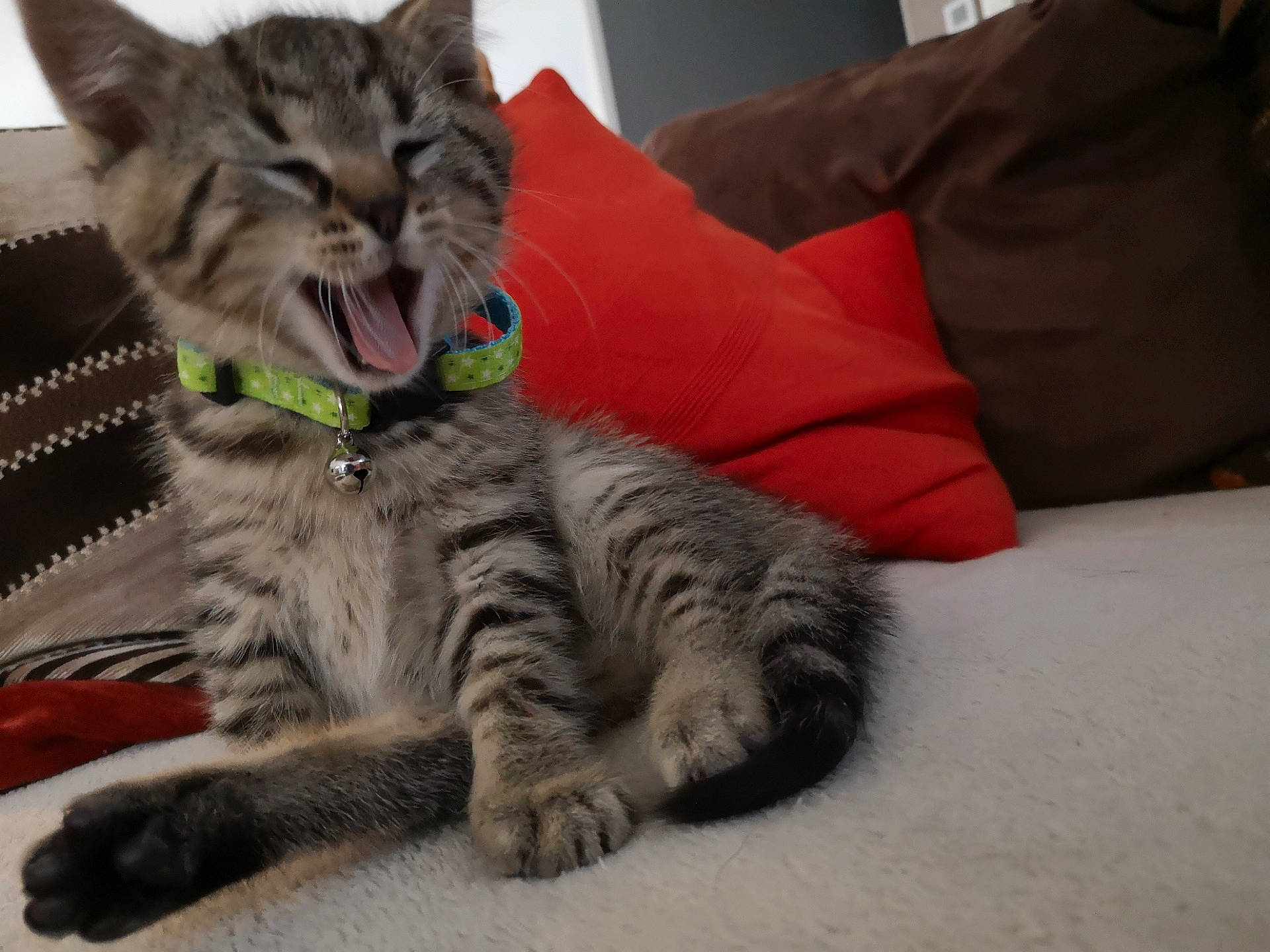 Paco a rejoint le concours — aidez-le/la à gagner de superbes lots ! american_shorthair, asian, california_spangled, carnivore, cat, dragon_li, european_shorthair, eye, facial_expression, felidae, fur, mammal, nose, paw, pixie_bob, siberian, small_to_medium_sized_cats, tabby_cat, vertebrate, whiskers