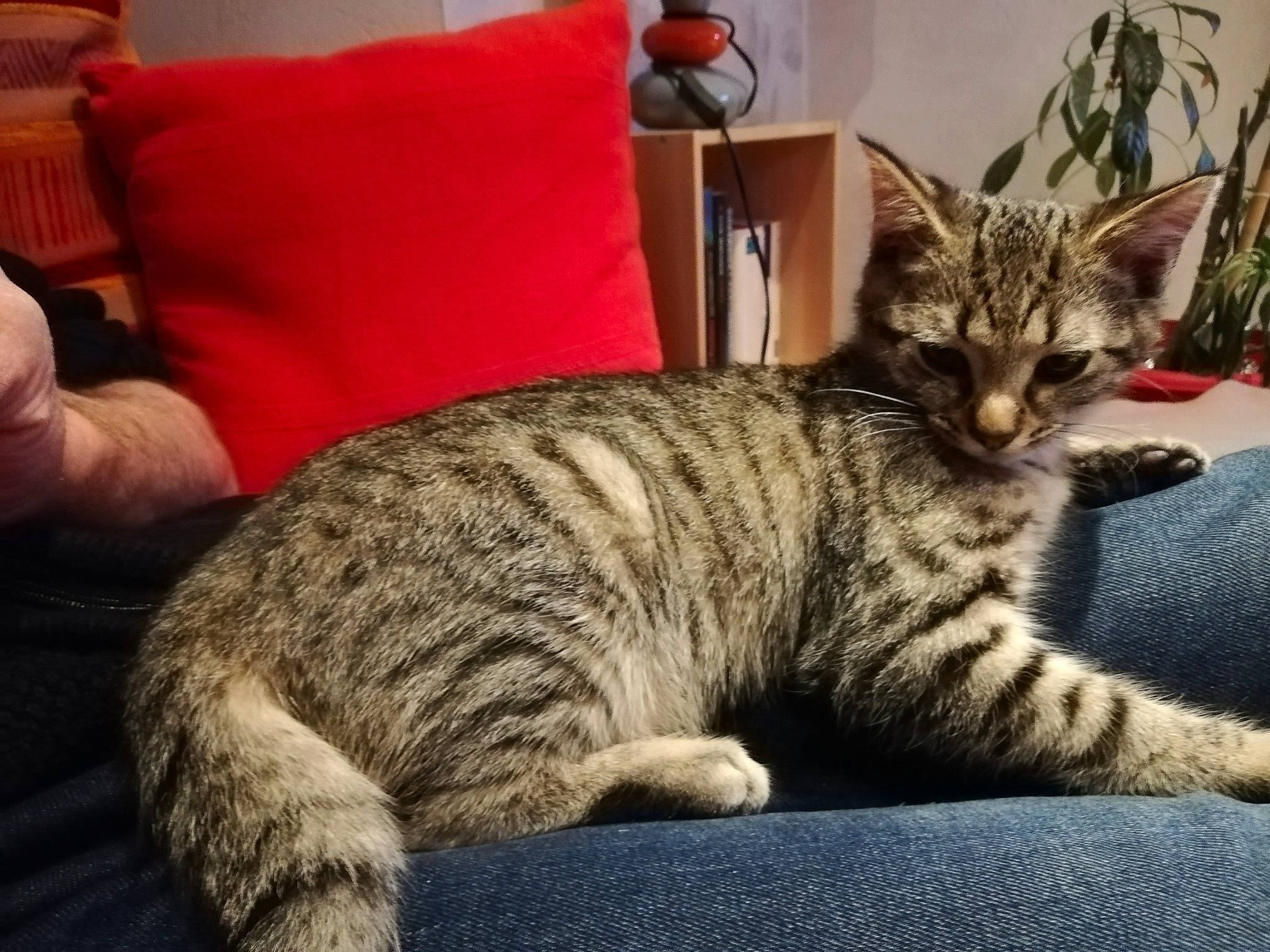 Paco participe au concours pour gagner de l'argent avec cette photo : american_shorthair, asian, australian_mist, california_spangled, carnivore, cat, domestic_short_haired_cat, dragon_li, egyptian_mau, european_shorthair, felidae, kitten, mammal, nap, pixie_bob, small_to_medium_sized_cats, tabby_cat, toyger, vertebrate, whiskers