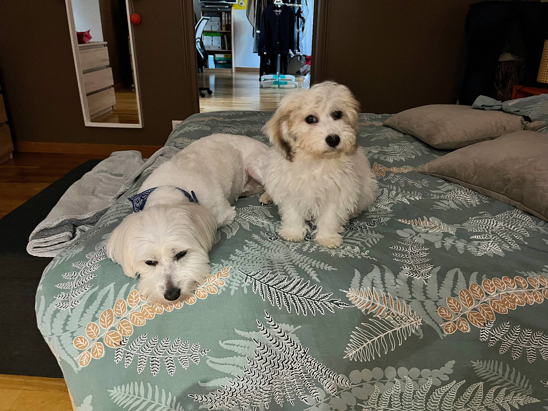 Tomy a rejoint le concours — aidez-le/la à gagner de superbes lots ! animal, bed, bedroom, blanket, canine, chair, couch, cushion, dog, furniture, homedecor, indoors, interiordesign, linen, pet, poodle, puppy, room, terrier, whitedog