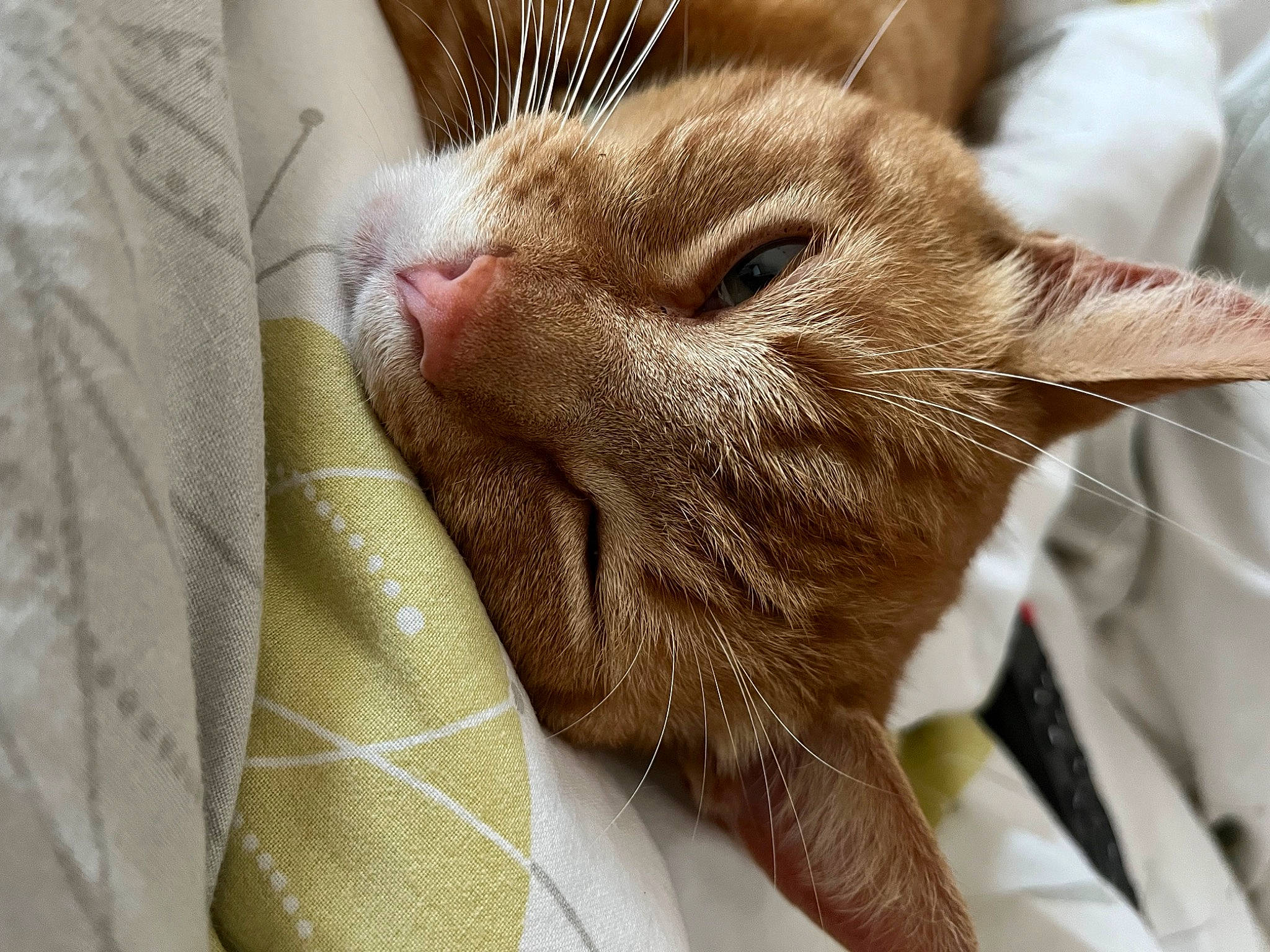 Simba participe au concours pour gagner de l'argent avec cette photo : carnivore, cat, claw, comfort, domestic_short_haired_cat, ear, fawn, felidae, fur, nap, paw, sleep, small_to_medium_sized_cats, whiskers