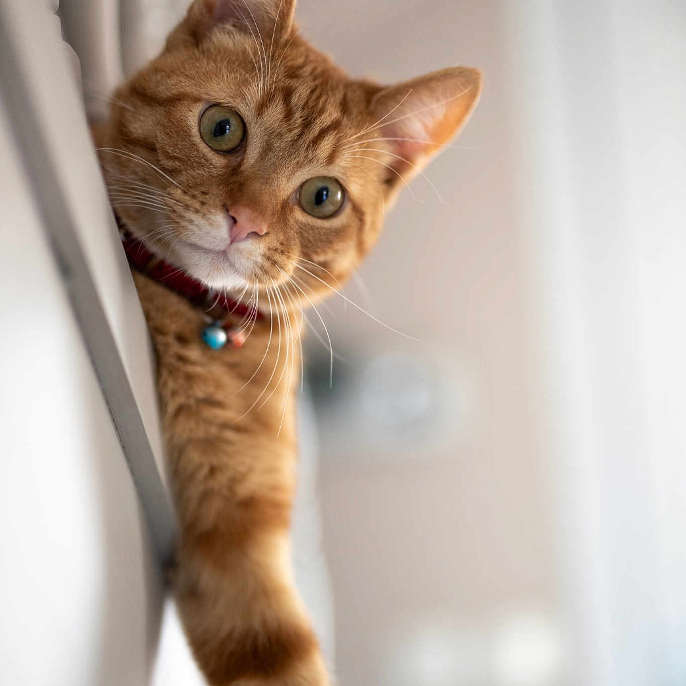 Simba