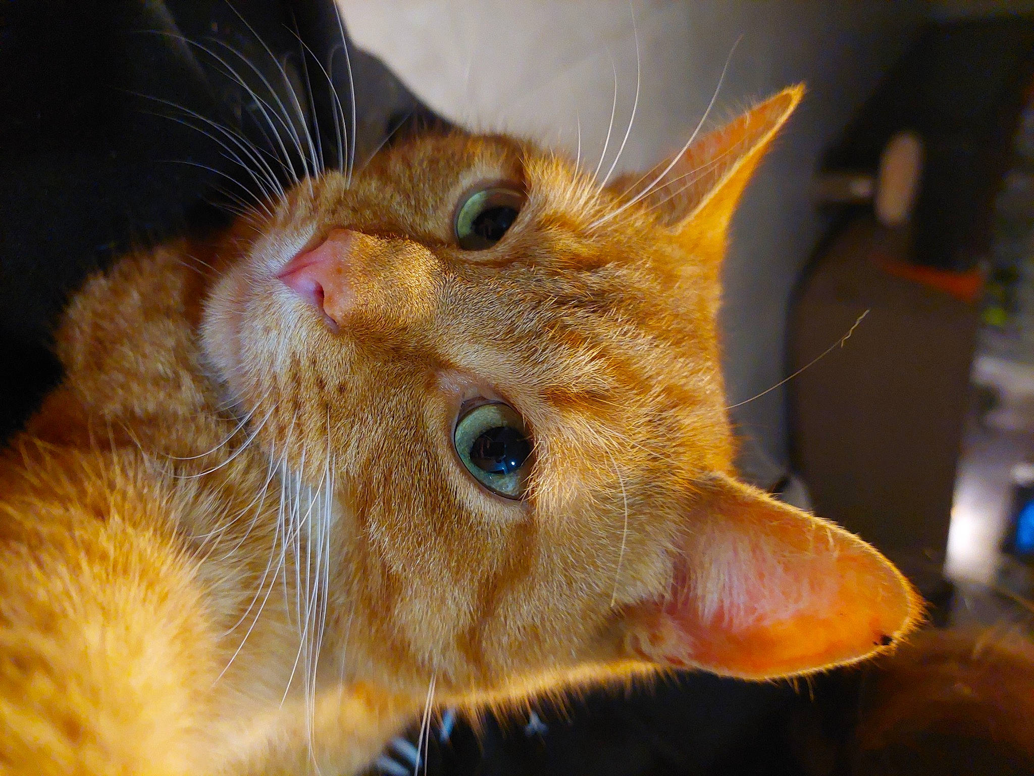 Simba participe au concours pour gagner de l'argent avec cette photo : carnivore, cat, close_up, domestic_short_haired_cat, ear, electric_blue, eye, eyelash, fawn, felidae, fur, iris, macro_photography, small_to_medium_sized_cats, snout, terrestrial_animal, whiskers, wildlife