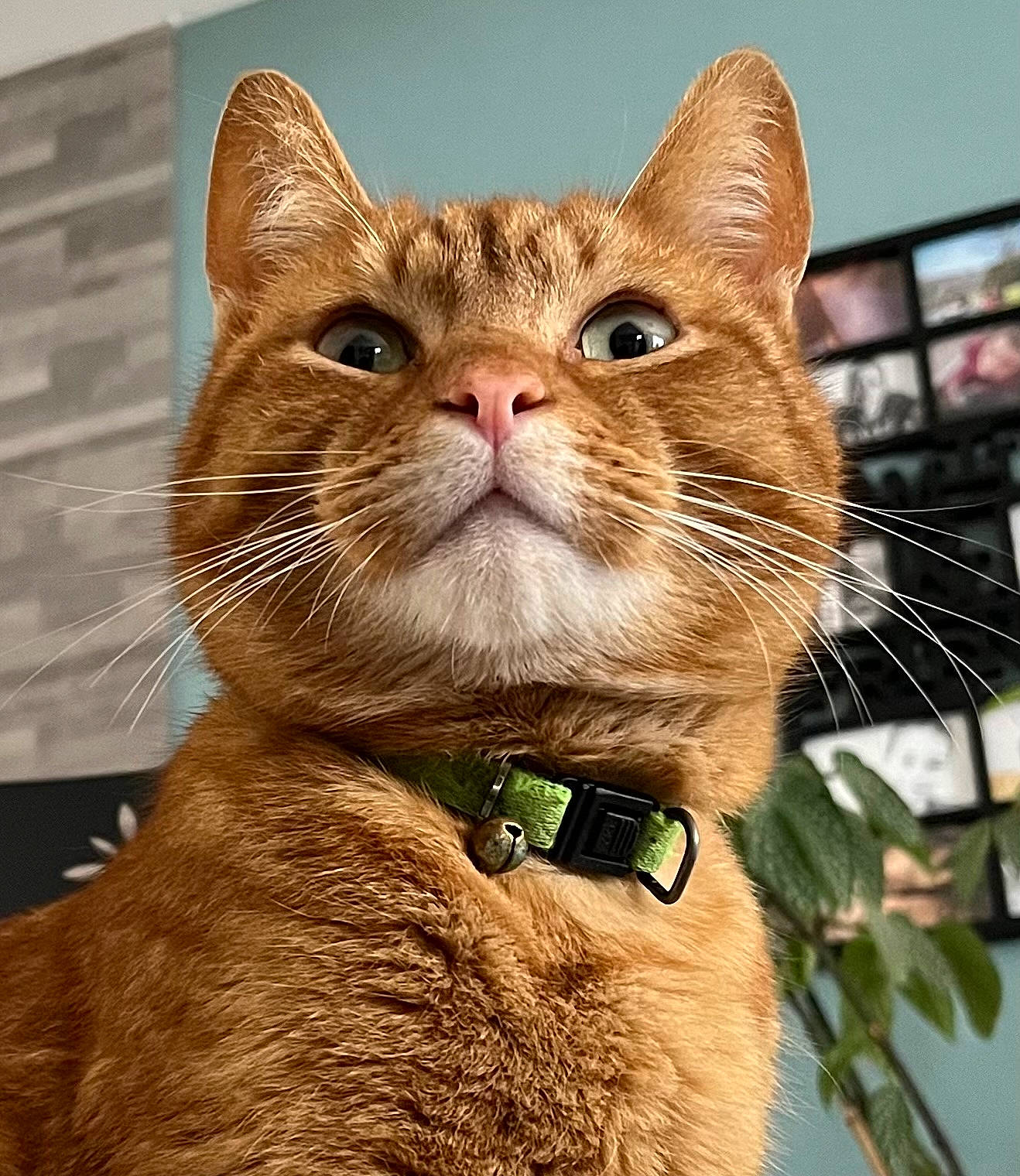 Simba participe au concours pour gagner de l'argent avec cette photo : carnivore, cat, collar, domestic_short_haired_cat, fashion_accessory, fawn, felidae, fur, moustache, pet_supply, small_to_medium_sized_cats, snout, tail, terrestrial_animal, whiskers, window, working_animal