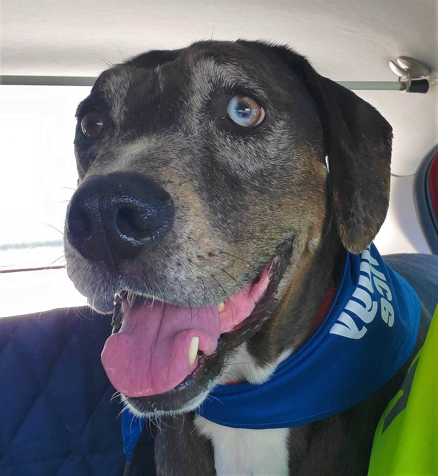 Bumper joined the competition — help win amazing prizes! canidae, carnivore, collar, companion_dog, dog, dog_breed, dog_collar, electric_blue, eye, fang, fawn, fur, guard_dog, personal_protective_equipment, pet_supply, snout, sporting_group, whiskers, working_animal, working_dog