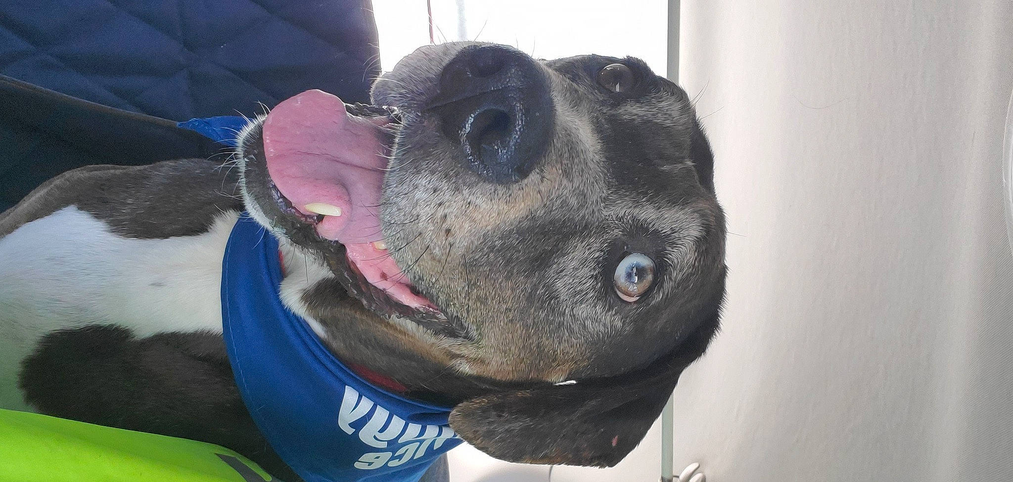 Bumper joined the competition — help win amazing prizes! canidae, carnivore, collar, companion_dog, dog, dog_breed, dog_collar, dog_supply, electric_blue, fawn, fur, guard_dog, leash, personal_protective_equipment, pet_supply, snout, sporting_group, whiskers, working_animal, working_dog