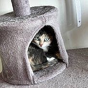 Adhara participe au concours pour gagner de l'argent avec cette photo : animal, cat, cat_house, cozy, curious, cute, domestic_cat, feline, fur, fuzzy, green_eyes, home, indoor, pet, relaxed, resting, sitting, soft_texture, tail, whiskers