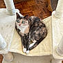 cat, tortoiseshell_cat, cat_tree, furniture, cardboard_box, parquet_floor, indoor, pet, animal, resting, alert, green_eyes, fur, whiskers, claws, home, cozy, comfortable, cute, relaxed