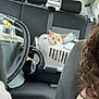 Appa participe au concours pour gagner de l'argent avec cette photo : cat, pet_carrier, car_interior, backseat, orange_cat, animal, vehicle, headrest, seatbelt, window, curious, transportation, travel, indoor, feline, seat, human_hair, plastic, black_seat, gray