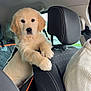 Mira a rejoint le concours — aidez-le/la à gagner de superbes lots ! puppy, dog, golden_retriever, car_interior, seat, headrest, leash, pet, cute, fluffy, animal, vehicle, window, resting_paws, looking_at_camera, cozy, black_seat, fabric, human, sweater