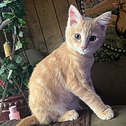 Diego joined the competition — help win amazing prizes! cat, kitten, orange_tabby, indoor, couch, quilted, plant, hanging_plant, tapestry, wood_paneling, paw, feline, pet, curious, alert, cozy, soft_lighting, decor, furniture, cute