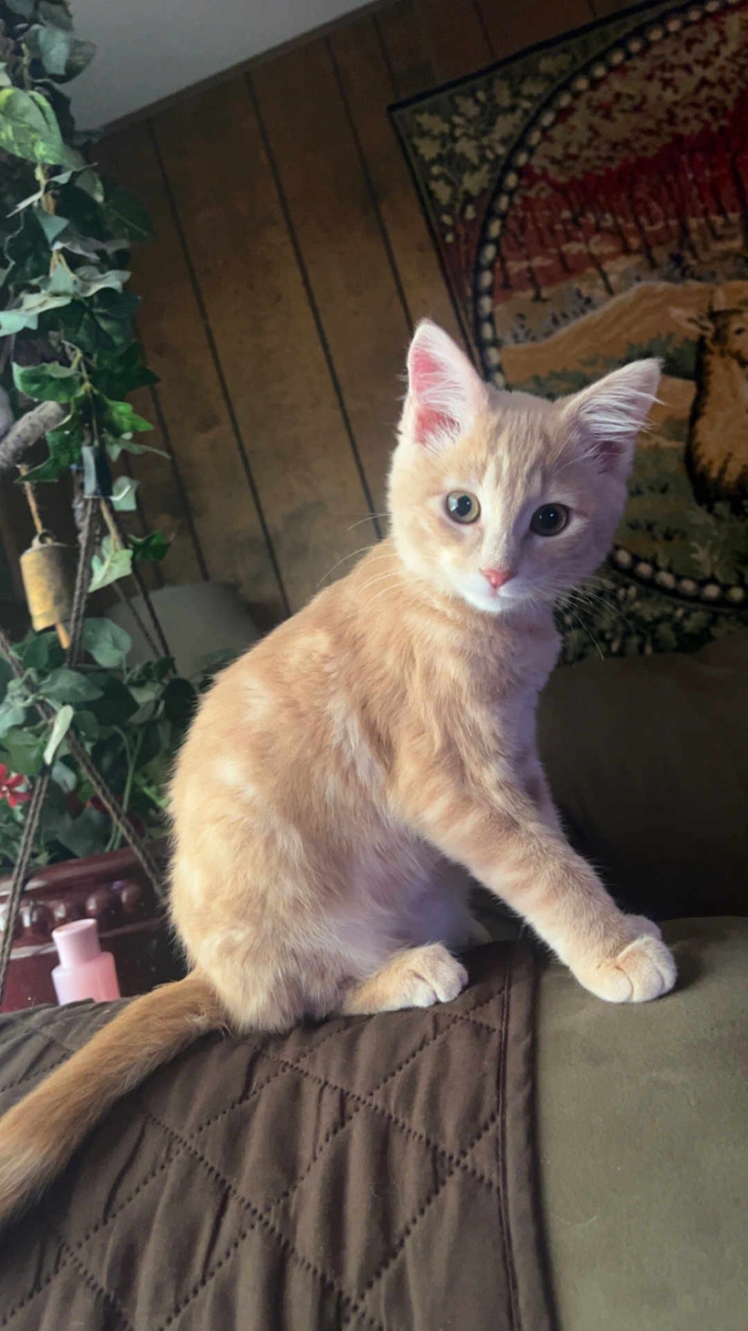 Diego