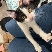 Rextire joined the competition — help win amazing prizes! kitten, cat, black_and_white, pet, animal, whiskers, paws, eyes, person, tattoo, hand, jeans, clothing, indoor, floor, blanket, footwear, curious, cute, closeup