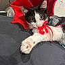Rextire is registered to the contest to win money with this photo: cat, black_and_white, costume, red_bow, paw, pet, domestic_cat, playful, cute, indoor, closeup, feline, animal, whiskers, ears, eyes, bed, fabric, cute_pet, funny