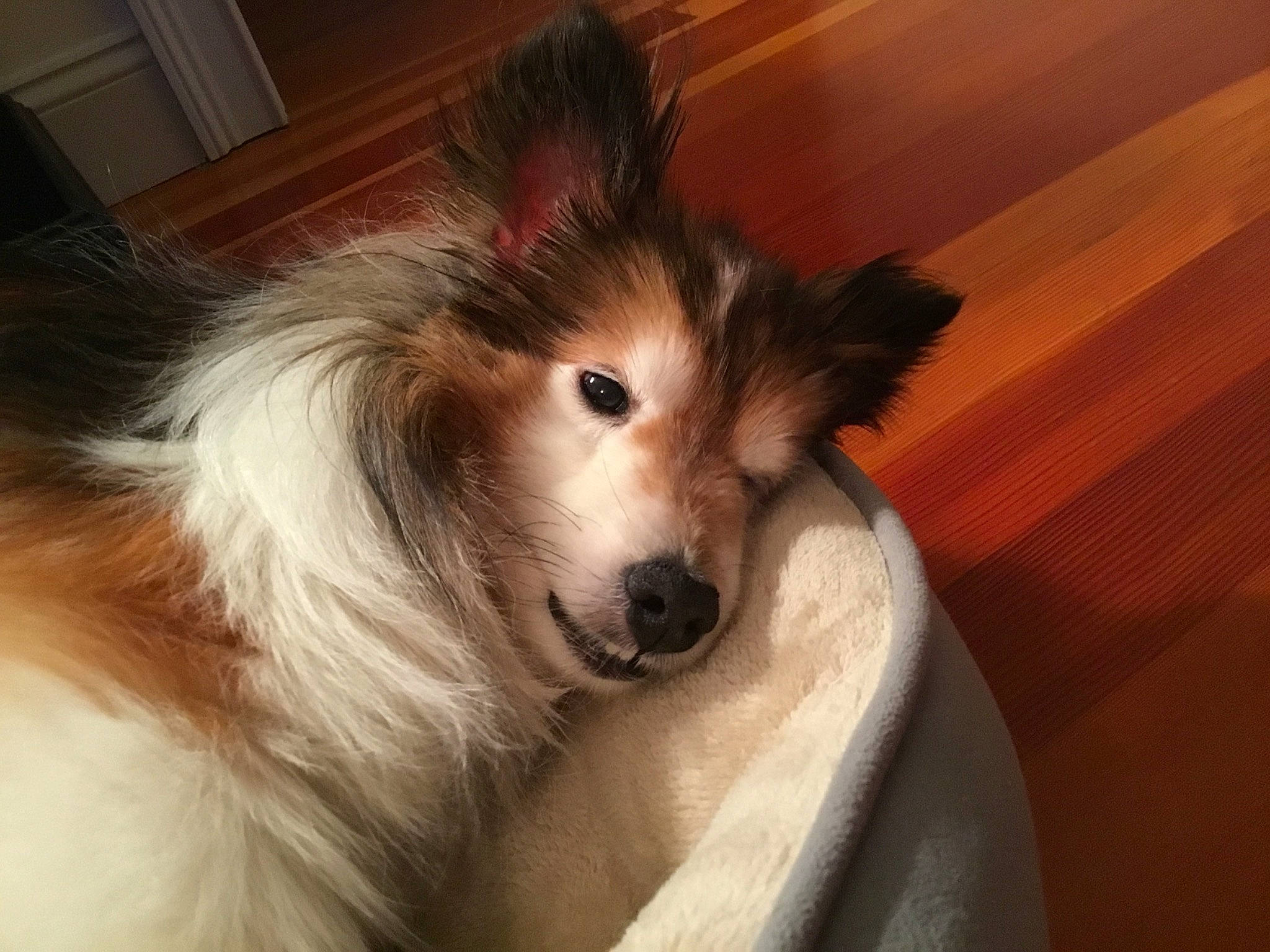 Sally joined the competition — help win amazing prizes! canidae, carnivore, companion_dog, dog, dog_breed, eye, fawn, fur, german_spitz_klein, hardwood, herding_dog, rough_collie, shetland_sheepdog, snout, sporting_group, toy_dog, volpino_italiano, whiskers, wood, working_animal