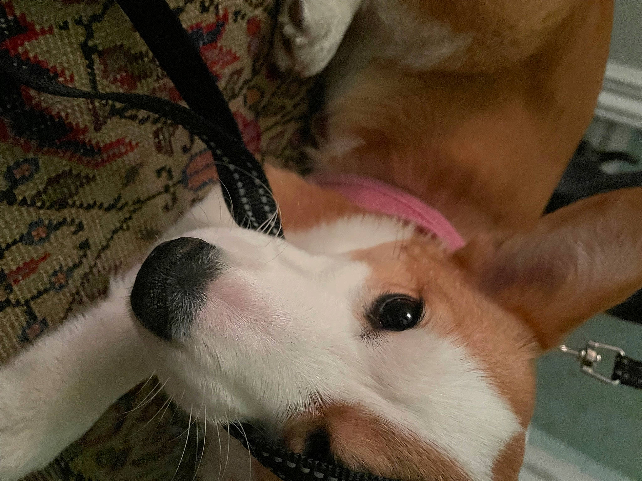 Winnie joined the competition — help win amazing prizes! canidae, carnivore, comfort, companion_dog, dog, dog_breed, ear, eyelash, fawn, fur, jaw, non_sporting_group, nose, paw, snout, sporting_group, whiskers, working_animal