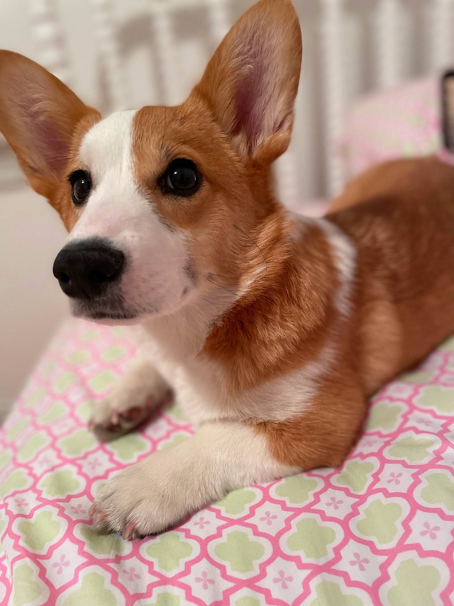 Winnie joined the competition — help win amazing prizes! canidae, carnivore, companion_dog, dog, dog_breed, dog_supply, fawn, fur, pattern, puppy, snout, sporting_group, terrestrial_animal, whiskers, wood, working_animal