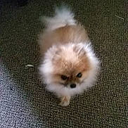 Squeak is registered to the contest to win money with this photo: dog, small_dog, fluffy, furry, indoor, carpet, pet, animal, cute, puppy, brown, white, walking, fuzzy, companion, domestic, tiny, adorable, fur, canine