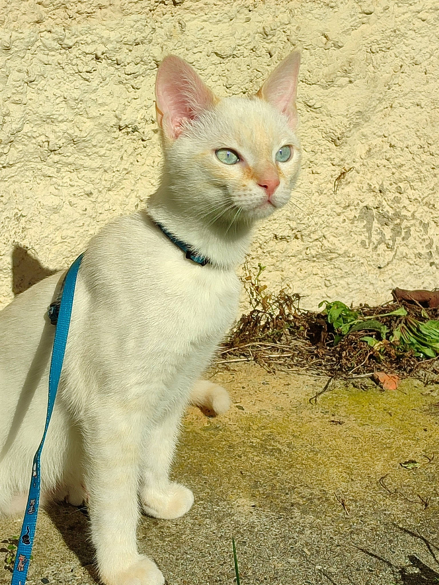 Mao participe au concours pour gagner de l'argent avec cette photo : carnivore, cat, collar, domestic_short_haired_cat, eye, fawn, felidae, fur, grass, head, paw, small_to_medium_sized_cats, snout, tail, terrestrial_animal, whiskers, wildlife