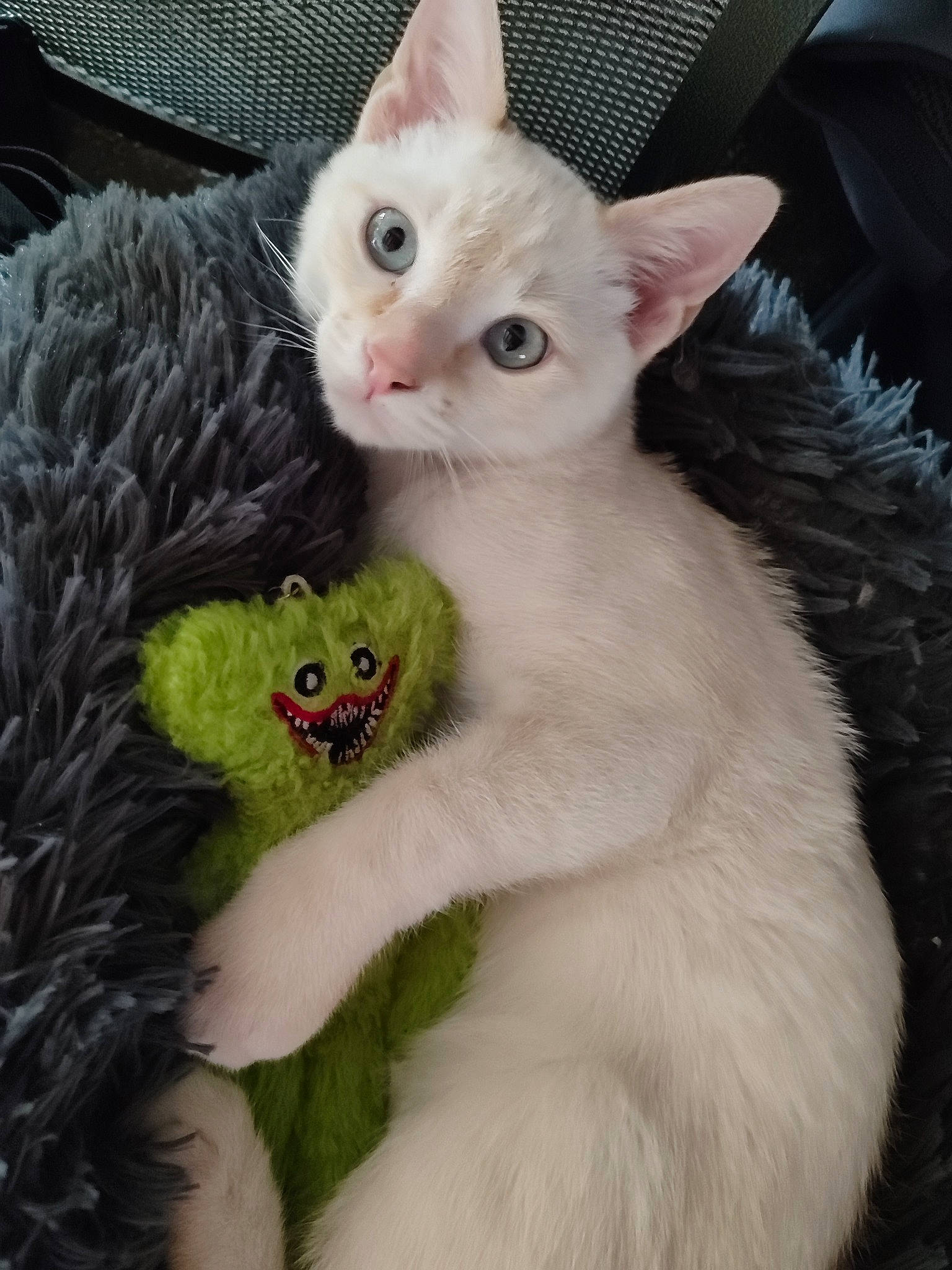 Mao a rejoint le concours — aidez-le/la à gagner de superbes lots ! carnivore, cat, claw, comfort, domestic_short_haired_cat, ear, fawn, felidae, fur, iris, paw, photo_caption, small_to_medium_sized_cats, snout, tail, whiskers