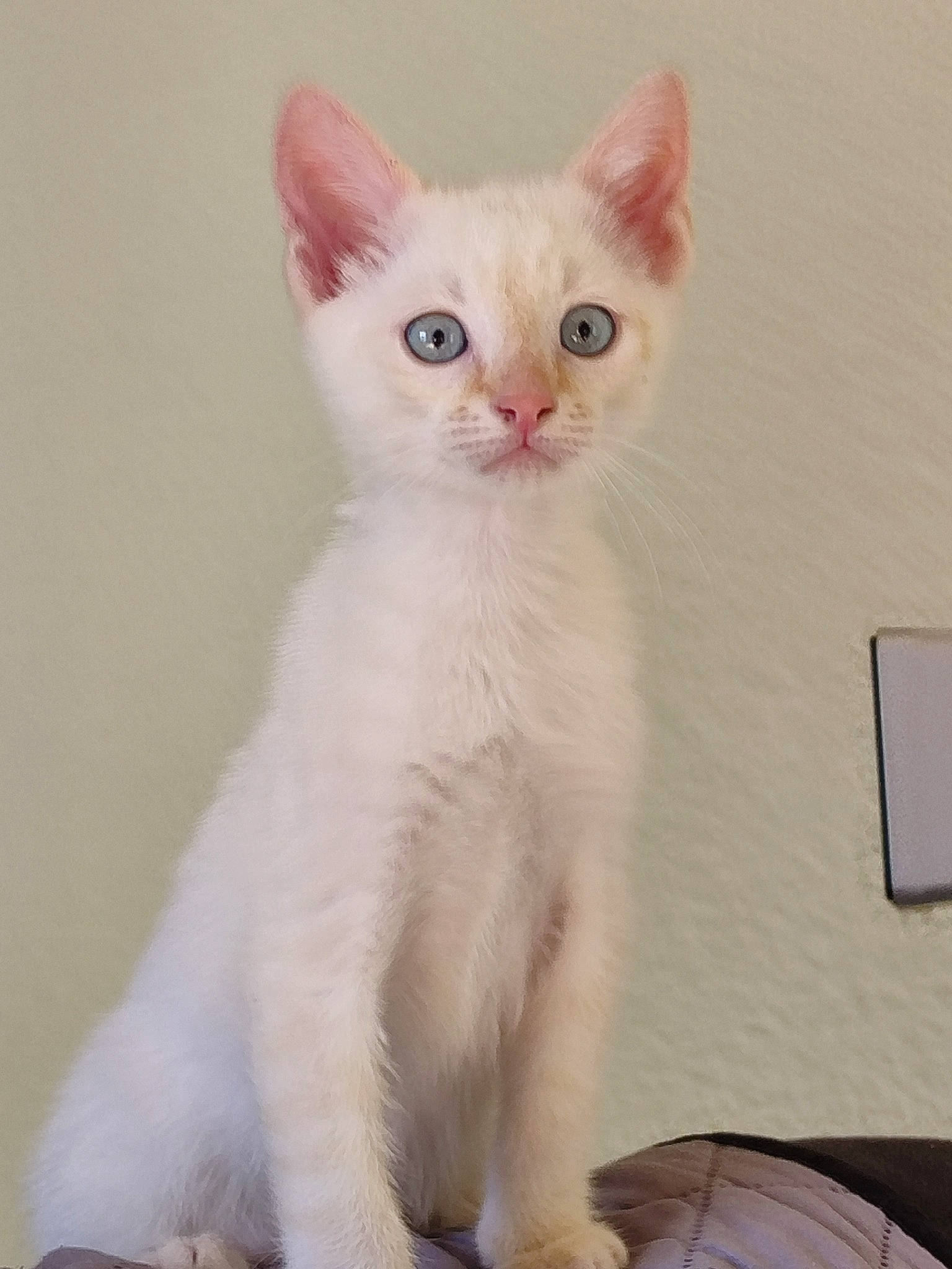 Mao participe au concours pour gagner de l'argent avec cette photo : carnivore, cat, comfort, creative_arts, domestic_short_haired_cat, fawn, felidae, fur, iris, paw, small_to_medium_sized_cats, snout, tail, whiskers, window