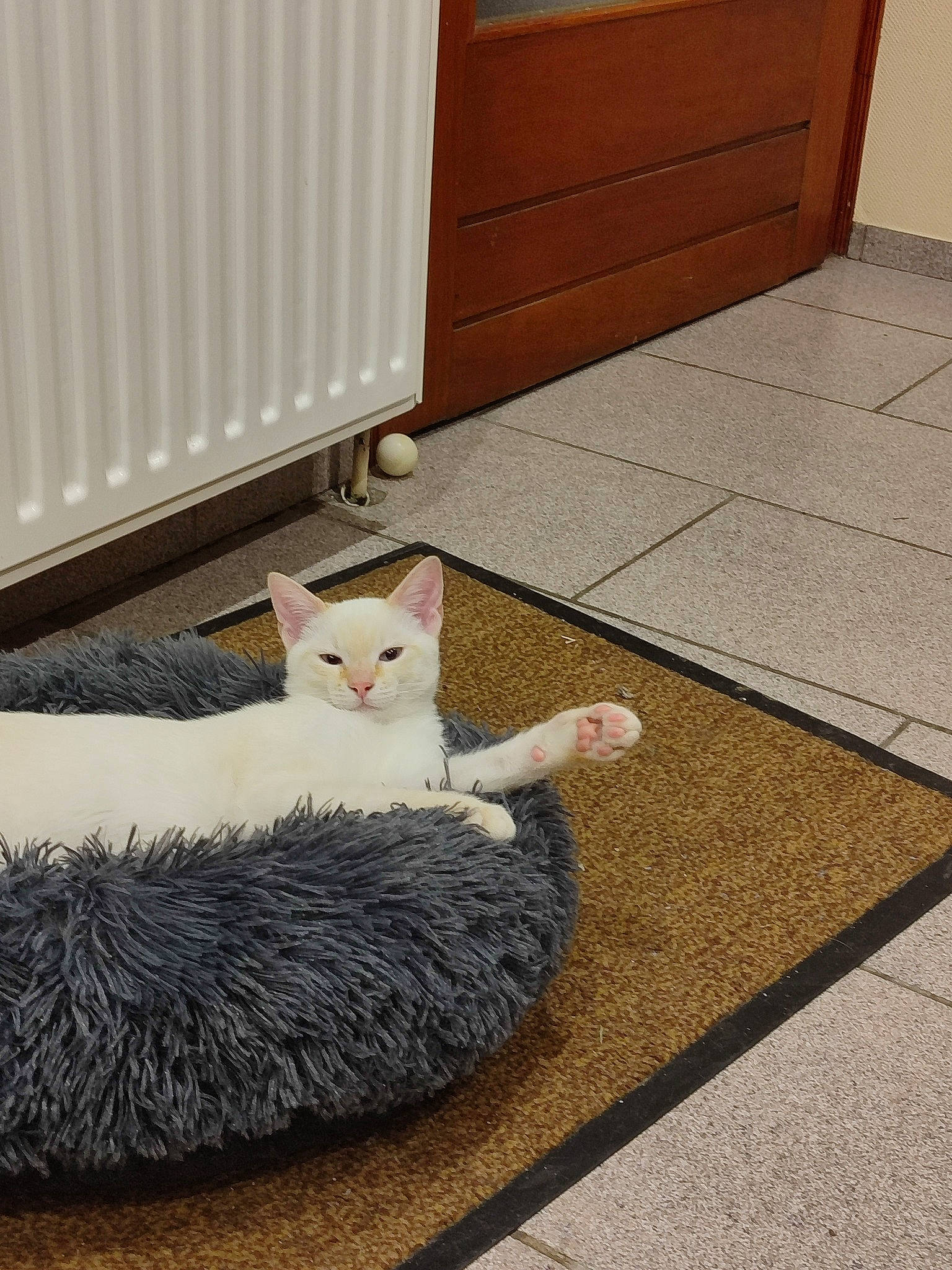 Mao a rejoint le concours — aidez-le/la à gagner de superbes lots ! carnivore, cat, domestic_short_haired_cat, fawn, felidae, floor, flooring, grey, hardwood, human_leg, paw, room, small_to_medium_sized_cats, snout, tail, vertebrate, whiskers, wood, wood_flooring, wood_stain