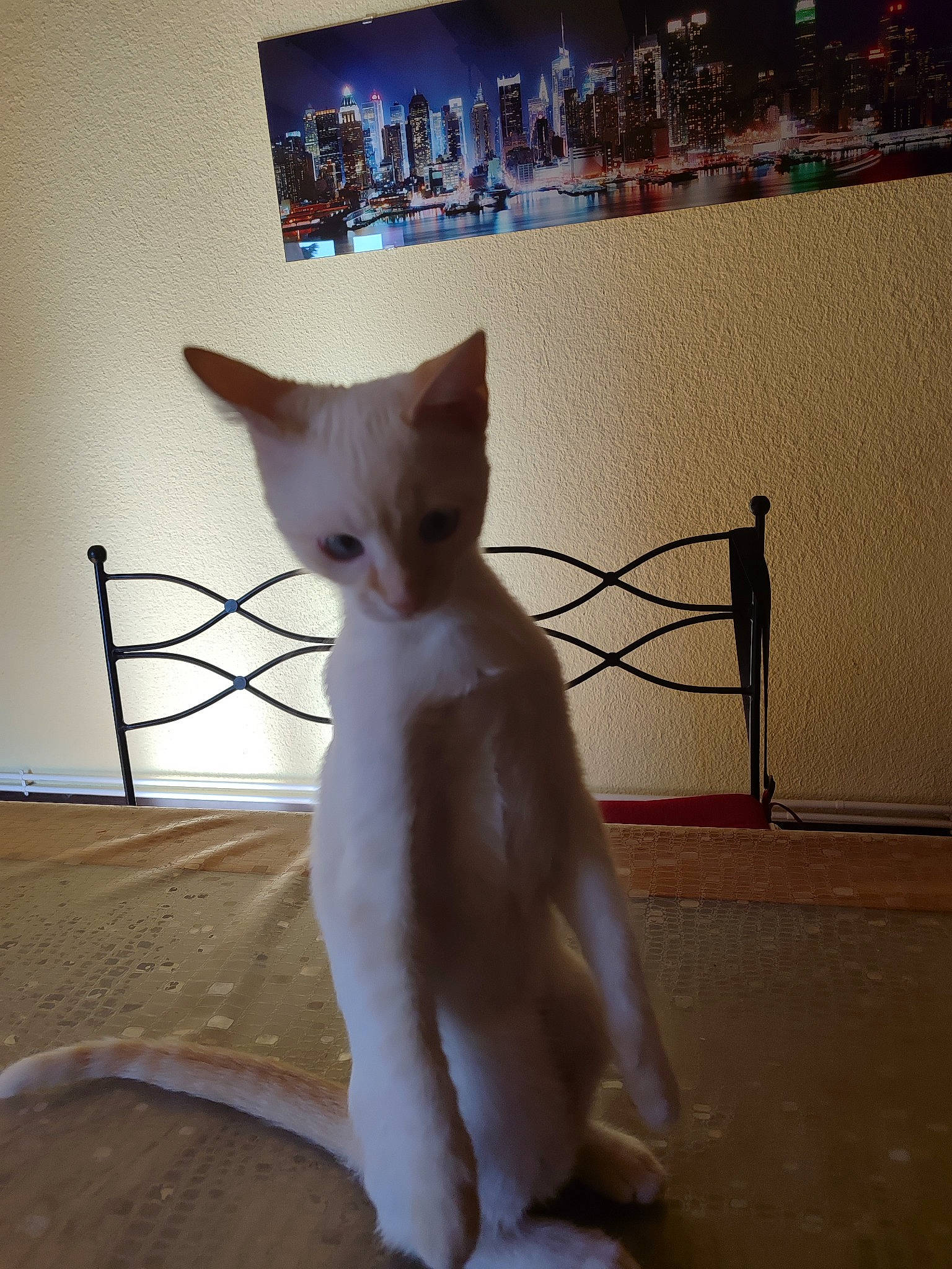 Mao participe au concours pour gagner de l'argent avec cette photo : carnivore, cat, comfort, domestic_short_haired_cat, fawn, felidae, fur, mammal, paw, small_to_medium_sized_cats, snout, tail, whiskers, wood