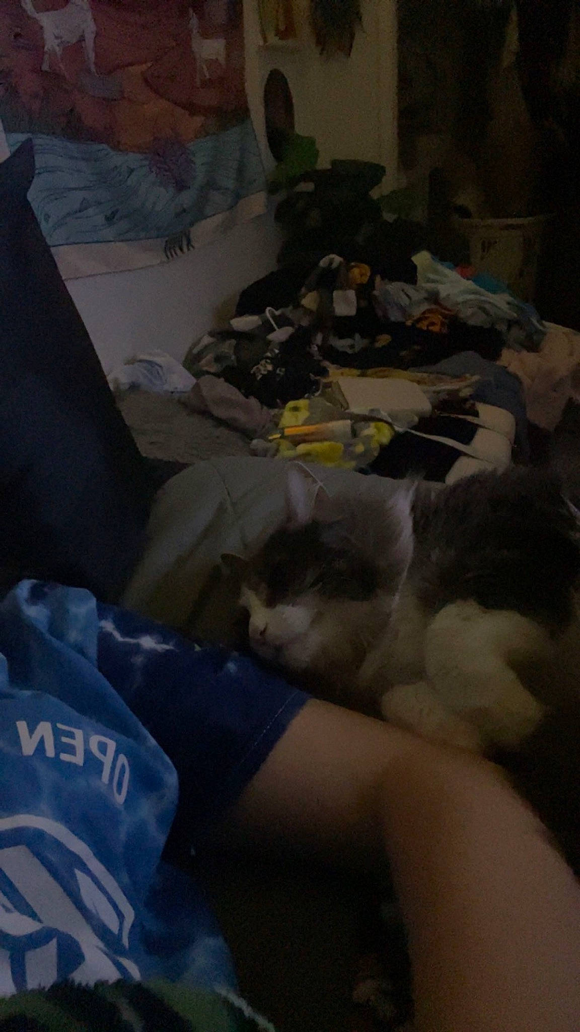 Bug is registered to the contest to win money with this photo: comfort, grey, linens, plastic, plastic_bag, rock, room, space