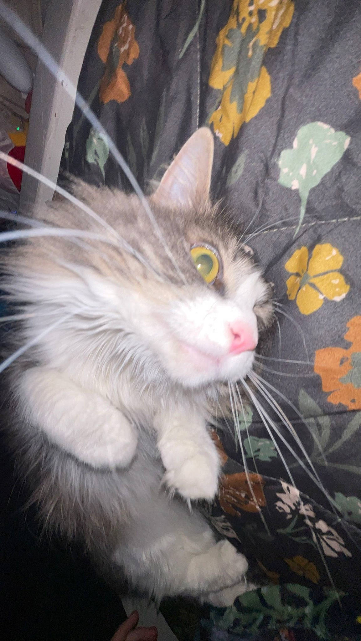 Bug joined the competition — help win amazing prizes! art, carnivore, cat, claw, comfort, domestic_short_haired_cat, fawn, felidae, fur, grass, paw, plant, small_to_medium_sized_cats, snout, tail, terrestrial_animal, whiskers