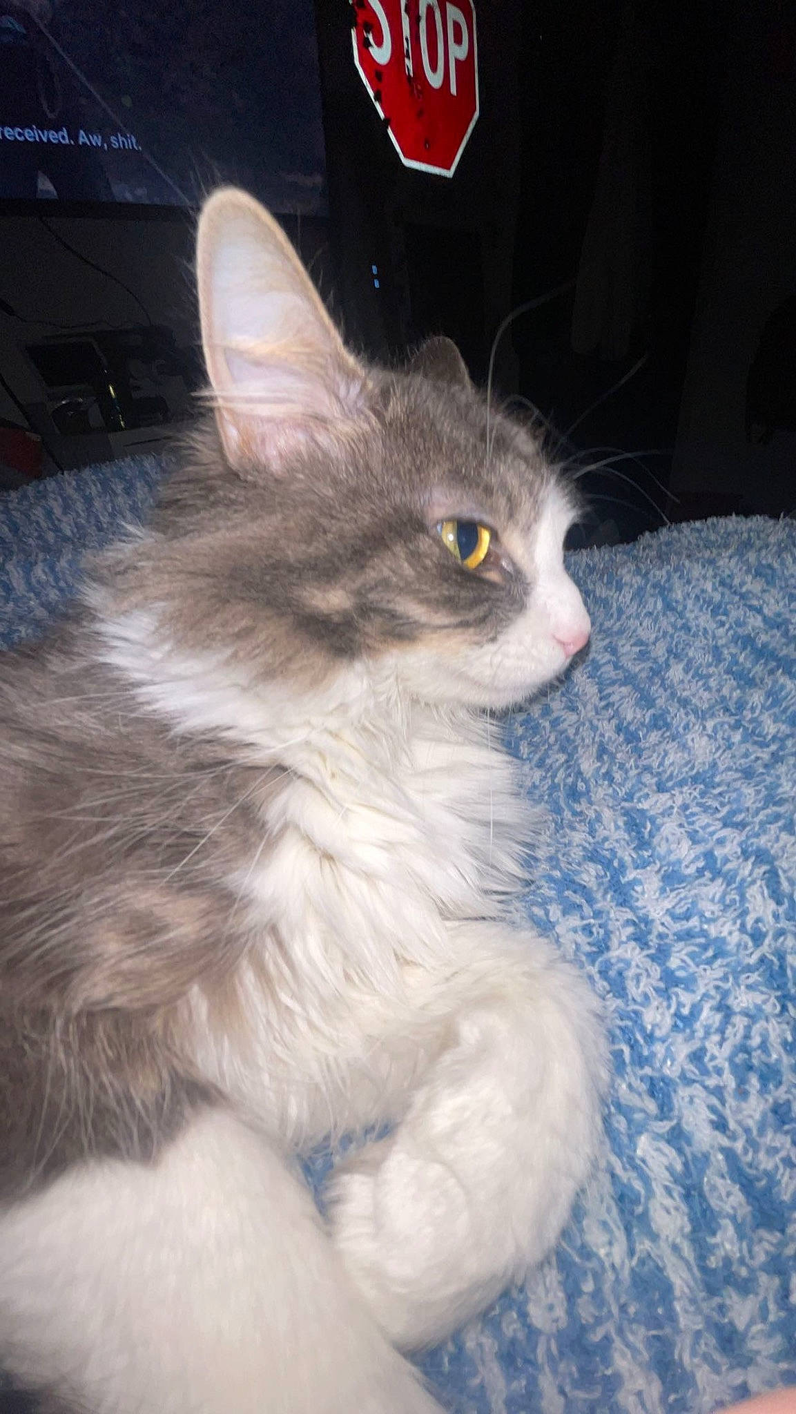 Bug joined the competition — help win amazing prizes! carnivore, cat, domestic_short_haired_cat, felidae, fur, iris, paw, small_to_medium_sized_cats, snout, tail, whiskers