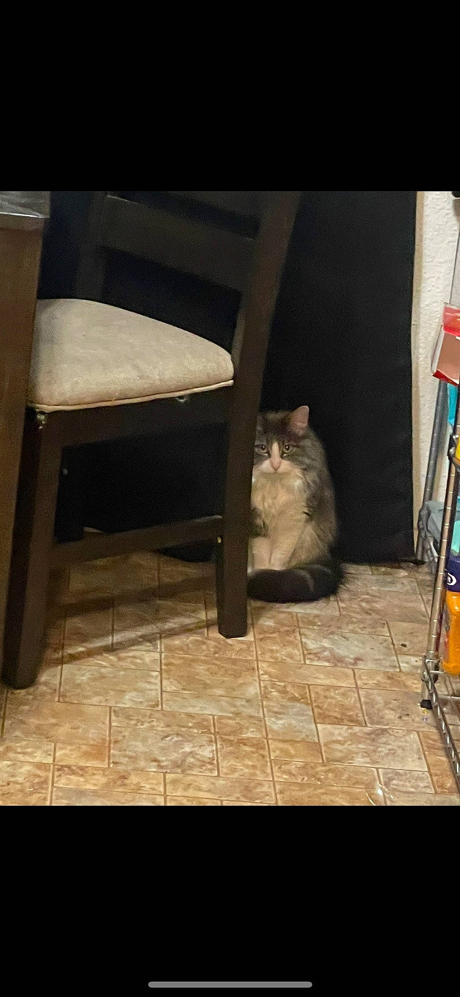 Bug is registered to the contest to win money with this photo: carnivore, cat, comfort, domestic_short_haired_cat, felidae, floor, flooring, hardwood, mammal, outdoor_furniture, plywood, rectangle, road_surface, small_to_medium_sized_cats, table, tail, tints_and_shades, vertebrate, whiskers, wood