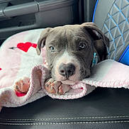 Saddie joined the competition — help win amazing prizes! puppy, dog, blanket, car, car_seat, cute, pet, animal, snuggled, pink, red, hearts, leather, interior, seatbelt, resting, looking, young, domestic_animal, comfortable