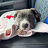 puppy, dog, blanket, car, car_seat, cute, pet, animal, snuggled, pink, red, hearts, leather, interior, seatbelt, resting, looking, young, domestic_animal, comfortable