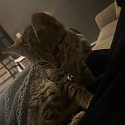 Avocado joined the competition — help win amazing prizes! animal, bell, blanket, cat, closeup, collar, couch, cozy, curious, domestic, fur, furniture, home, indoor, kitten, pet, resting, soft_light, tabby, whiskers