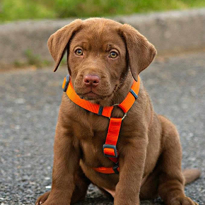 Isco a rejoint le concours — aidez-le/la à gagner de superbes lots ! carnivoran, chesapeake_bay_retriever, companion_dog, dog, dog_breed, dog_like_mammal, labrador_retriever, mammal, puppy, retriever, snout, sporting_group