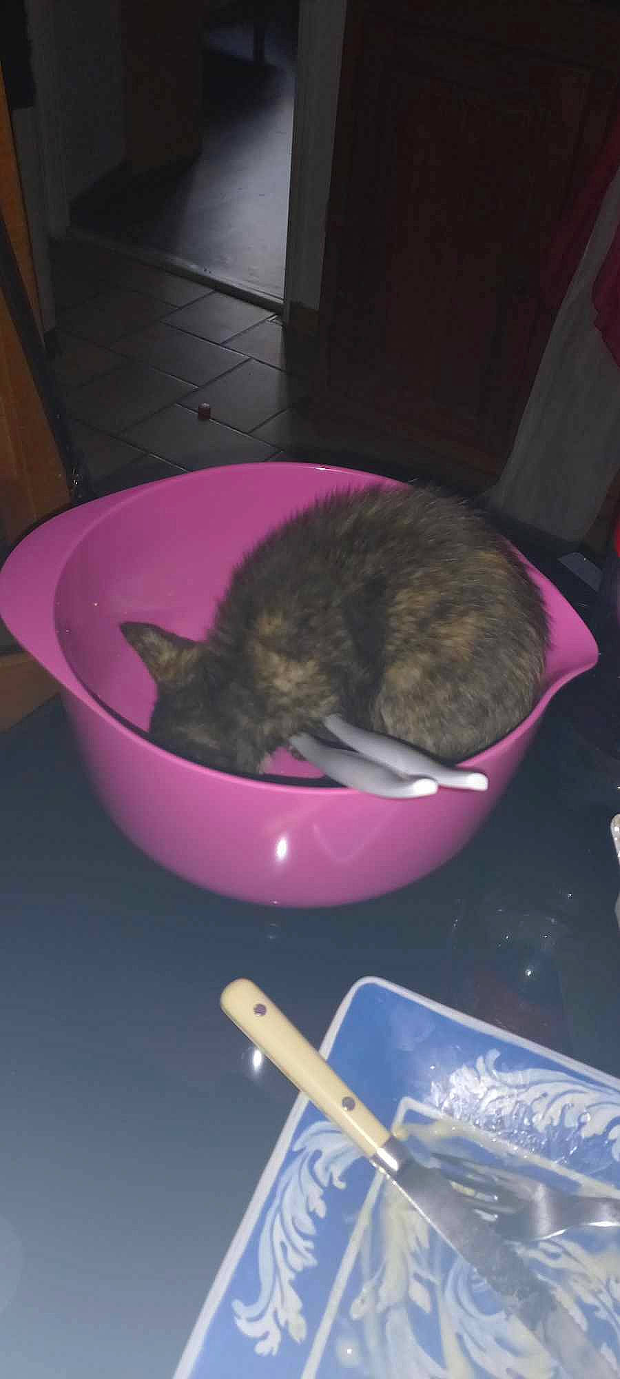 Maeve a rejoint le concours — aidez-le/la à gagner de superbes lots ! carnivore, cat, cat_supply, domestic_short_haired_cat, felidae, flooring, fur, kitchen_utensil, magenta, mammal, pet_supply, small_to_medium_sized_cats, tail, whiskers