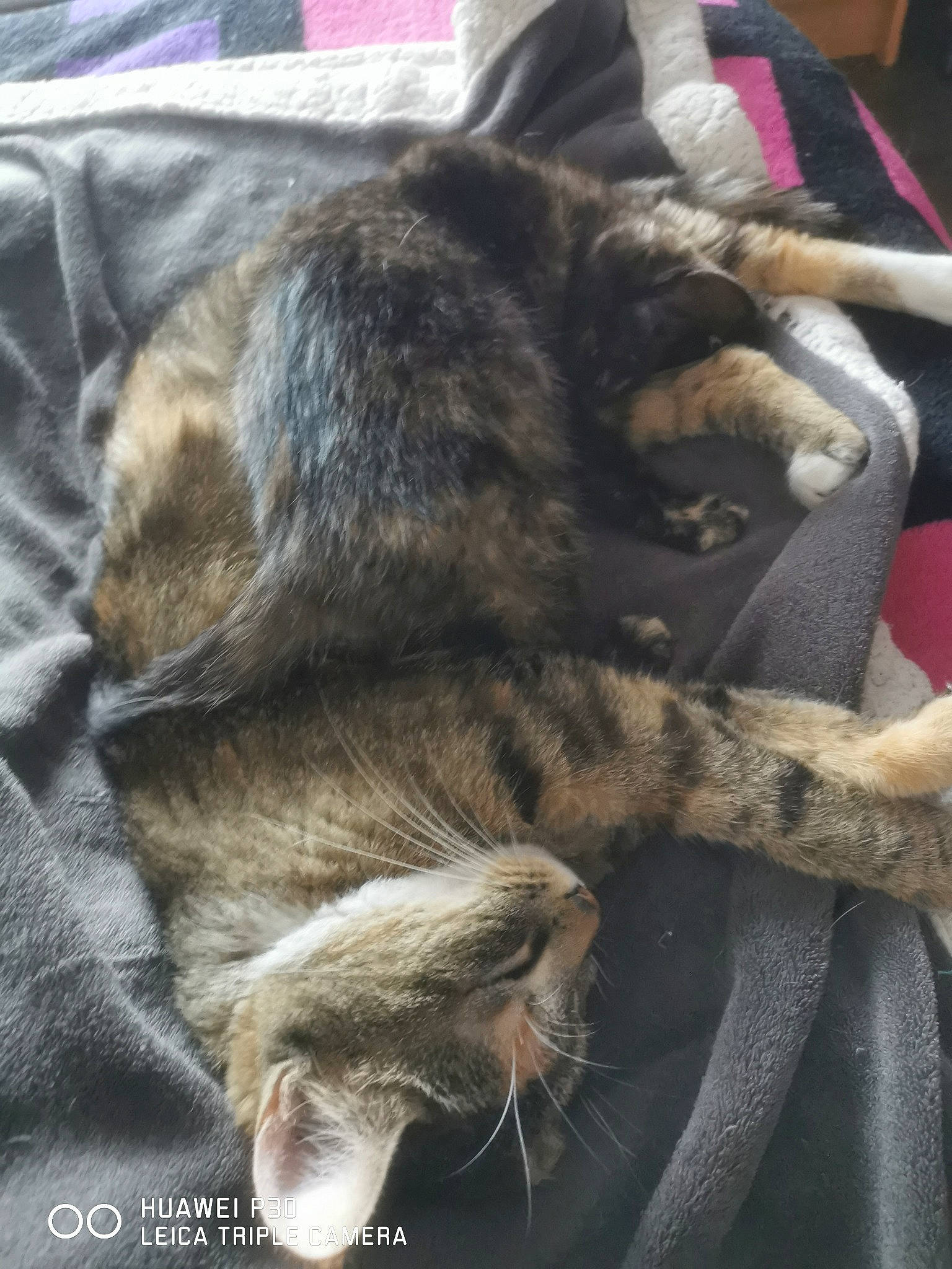 Maeve participe au concours pour gagner de l'argent avec cette photo : cat, claw, comfort, dog_breed, domestic_short_haired_cat, felidae, fur, grey, paw, small_to_medium_sized_cats, tail, terrestrial_animal, whiskers