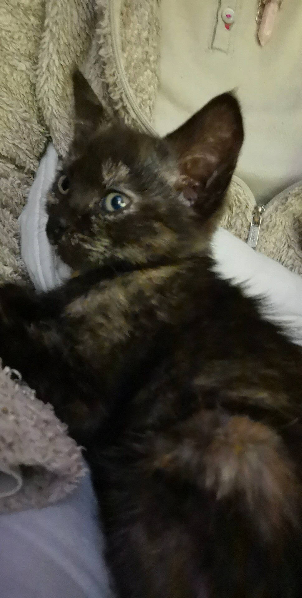 Maeve a rejoint le concours — aidez-le/la à gagner de superbes lots ! black_cat, carnivore, cat, claw, domestic_short_haired_cat, ear, eye, felidae, fur, paw, small_to_medium_sized_cats, snout, tail, terrestrial_animal, whiskers